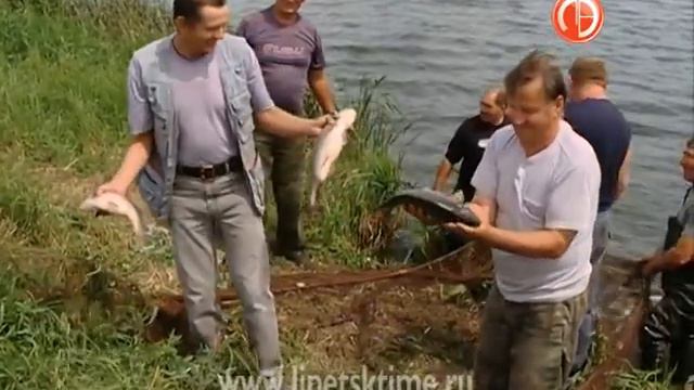 Каждый год в прудах «Липецкрыбхоза» появляетс... смотреть онлайн