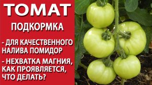 Томат. Подкормка томатов для качественного налива помидор. Нехватка магния у томатов. Калимагнезия.