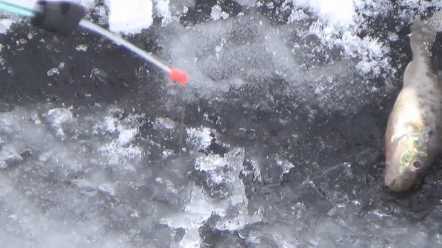 Зимняя рыбалка Река Белая 07 12 2019 г смотреть онлайн