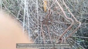 Охота на барсука капканами, добыча 2021г.