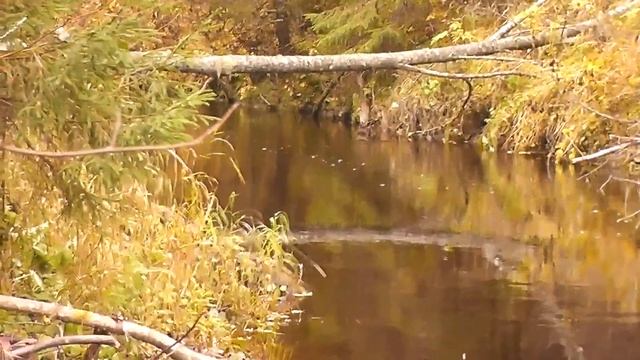 Тайны лесной речки. Красота осеннего леса - Болен Рыбалкой №569 смотреть онлайн