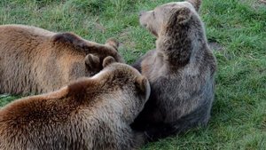Есть ли медведи в рязанских лесах?