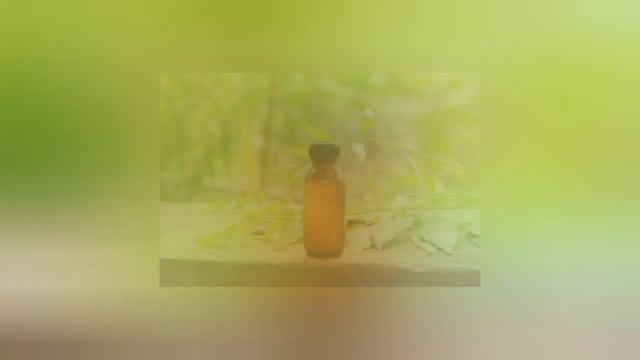 Schefflera Plant Care and Types/How to Grow Schefflera?/Schefflera Plant Problems/Umbrella Tree