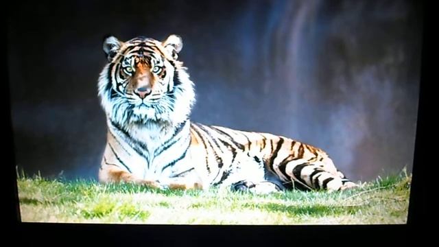 Monitor AOC 17 Polegadas Modelo 7125A Funcionando Usado  Promoção Barato смотреть онлайн