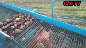 Первый день Уборки Картофеля Беларусь. Мтз 82.1 Мтз 80 Анна 644. Спорт манифест.