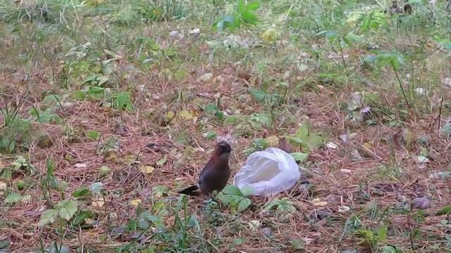 Рыжеголовая сойка, сибирский вид Garrulus glandarius brandtii смотреть онлайн