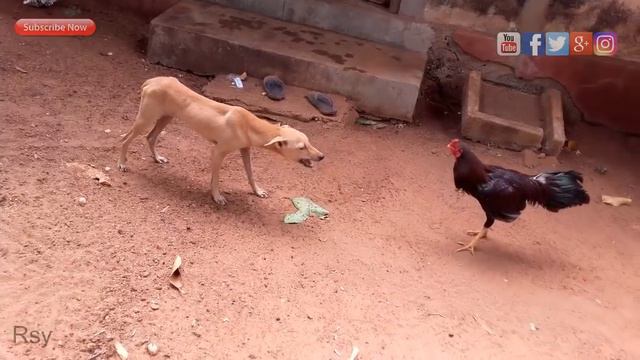 rooster vs dog