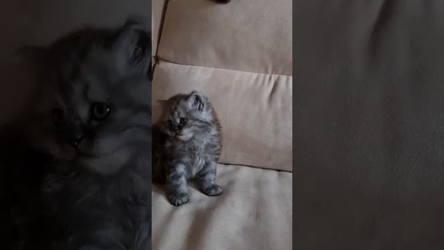 котёнок окрас черный дым 1мес10 дней смотреть онлайн