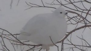 куропатка часть1