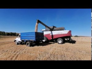 Уборка овса. Работают два АКРОС-550, газ - 53