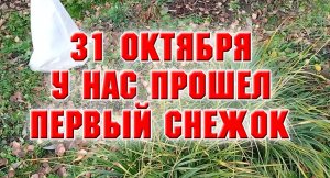 31 октября. Ночью был первый снег. Что  делается в саду.mp4