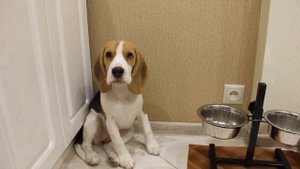 выдержка щенка бигля