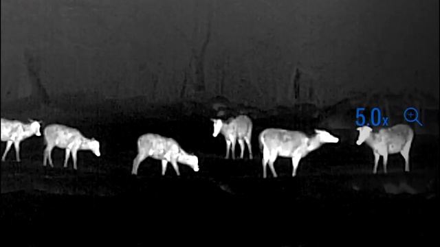 Helion 2 XP50 Pro - Thermal Monocular Flagship model смотреть онлайн