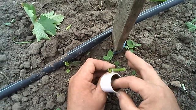 Виноградная прививка зелёным в зелёное 2022, Один из вариантов зелёной прививки.这才是葡萄树最简单的嫁接方法 смотреть онлайн