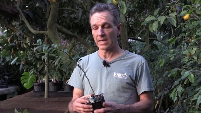 How to Grow Your Own Kumquats смотреть онлайн