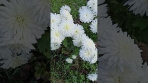 Корейская хризантема Кристалл.Красивый букет из хризантемы ??