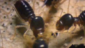 ТЕРМИТЫ СОДЕРЖАНИЕ!!! КАК СОДЕРЖАТЬ ТЕРМИТОВ ДОМА!