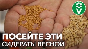 ВСЕГДА СЕЮ ЭТОТ СИДЕРАТ ВЕСНОЙ ПОД ВСЕ КУЛЬТУРЫ! В 20 РАЗ ЛУЧШЕ НАВОЗА!