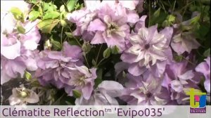 Clématite Reflections™ Evipo035 - Pépinières TRAVERS - Spécialiste des plantes grimpantes