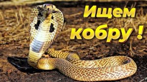 Поиски кобры, последний серпентарий и чревоугодие по-узбекски.