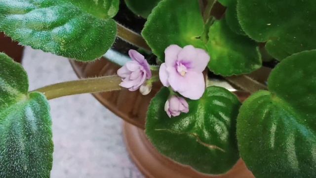 Фиалка Выращивание Наглядное видео (Фиалка Польбаньян) смотреть онлайн