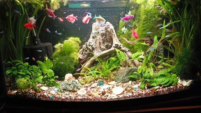 Шикарный Аквариум Травник с неонами смотреть онлайн