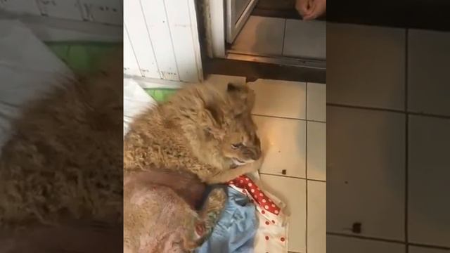 Утром , после процедуры Симбы смотреть онлайн