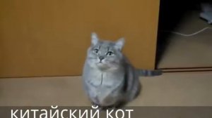 китайский кот