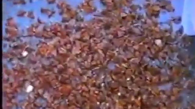 Автоматическая очистка орехов (миндаля) Titan FX-180 смотреть онлайн