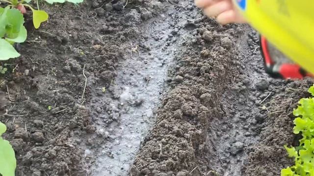 КАК СЕЯТЬ ШПИНАТ ЗЕЛЕНЬ ВЕСЬ СЕЗОН #шпинат #зелень #верандацветысадогород #дача смотреть онлайн