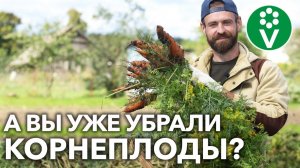 МОРКОВЬ И СВЁКЛА БУДУТ СОЧНЫМИ ВСЮ ЗИМУ ПРИ ТАКОМ СПОСОБЕ ХРАНЕНИЯ!