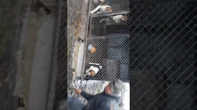 Русская пегая гончая. смотреть онлайн