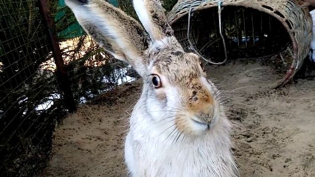Заячьи умывашки и купание в песке. Вольер сладкой парочки. смотреть онлайн