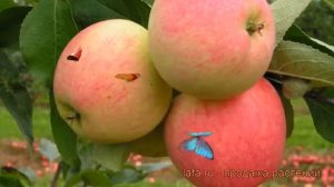 Яблоня обыкновенная Мечта (malus) ? яблоня Мечта обзор: как сажать саженцы яблони Мечта