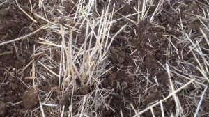 Посев льна масличного, сеялкой прямого посева ДОН-114