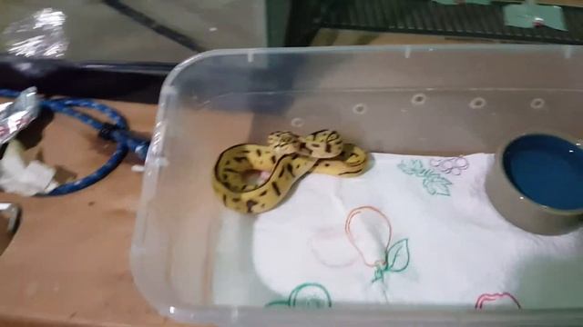 We're back!! Ball Python baby unboxing!! смотреть онлайн