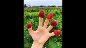 ЯГОДА МАЛИНА