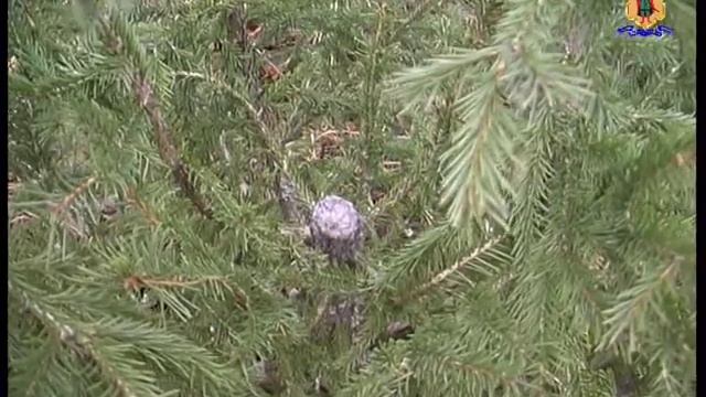 Рейды полиции по охране рязанских лесов от незаконной вырубки