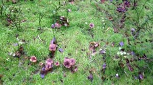 Лисички трубковидные