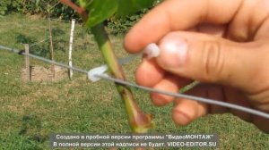 Крепление для виноградной лозы