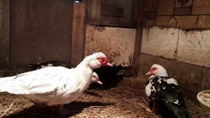 ЧТО ДЕЛАТЬ ЧТОБ МУСКУСНЫЕ УТКИ НАЧАЛИ НЕСТИСЬ??