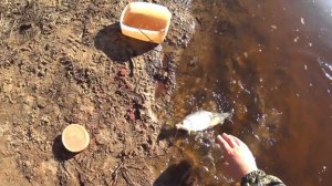 Рыбалка на поплавок. Ловля сороги и красноперки весной на озере