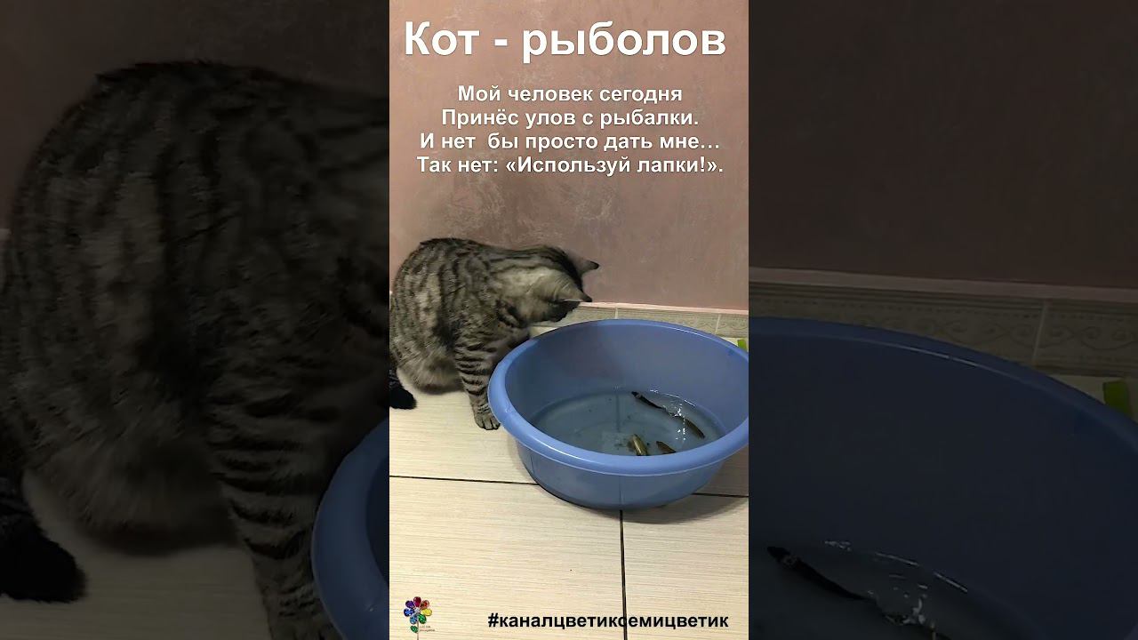 Кот - рыболов боится измочить лапки #shorts смотреть онлайн