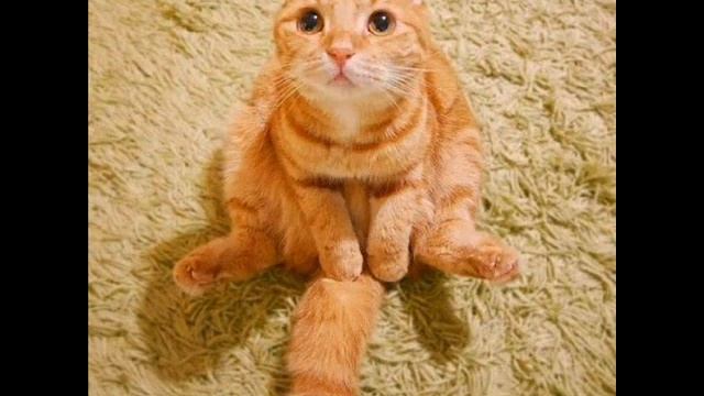 Веселая детская песенка про кота - Рыжий кот смотреть онлайн