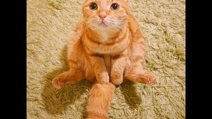 Веселая детская песенка про кота - Рыжий кот