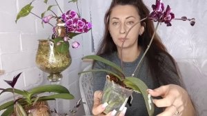 Самые Красивые ПОСАДКИ ОРХИДЕЙ в мох SPHAGNUM ECO