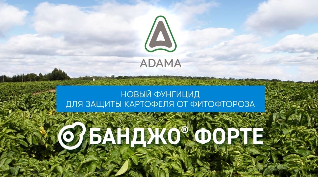 Узнайте о фунгициде БАНДЖО® ФОРТЕ для защиты картофеля от фитофтороза