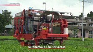 Механизированный сбор чая