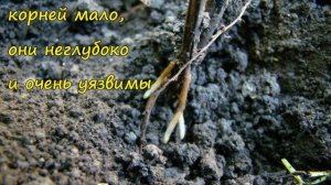 Клематисы: рецепты осенних подкормок