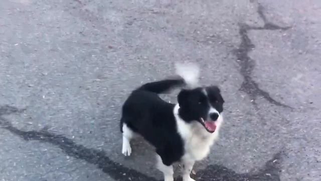 выпросил смотреть онлайн